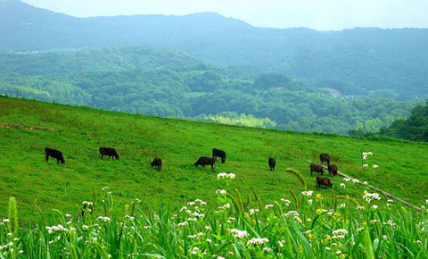夏季去北方清凉草原避暑（2）