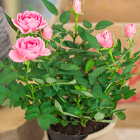 玫瑰花苗盆栽迷你玫瑰 荷兰进口玫瑰花苗带花含盆包邮植物花 粉色
